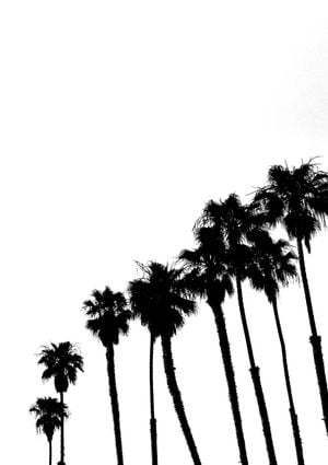 Palms In High Contrast 21x30
