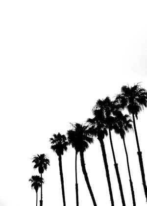 Palms In High Contrast