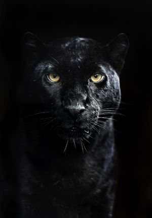Panther 70x100