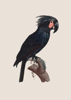 Parrot 1