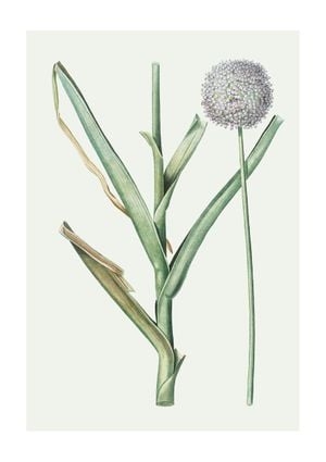 Pastel Botanic 1 21x30