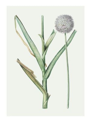 Pastel Botanic 1 30x40