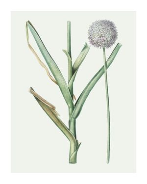 Pastel Botanic 1 40x50