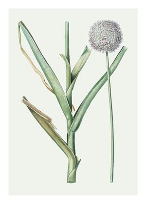 Pastel Botanic 1 50x70