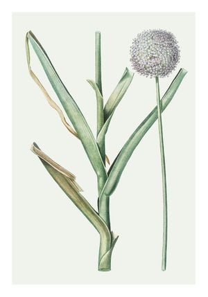 Pastel Botanic 1 70x100