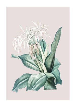 Pastel Botanic 2 21x30