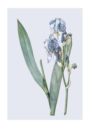 Pastel Botanic 3 21x30