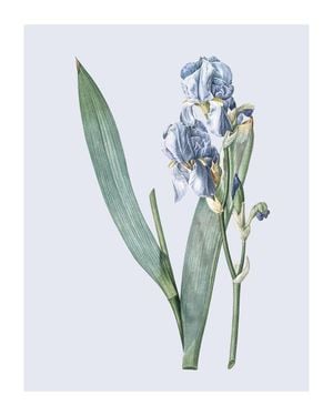 Pastel Botanic 3 40x50