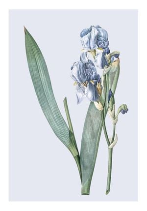 Pastel Botanic 3 70x100