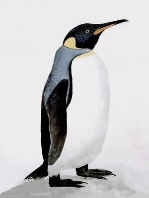 Penguin Illustration 30x40
