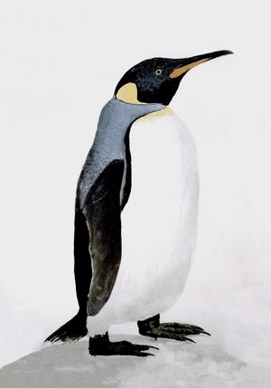 Penguin Illustration 70x100