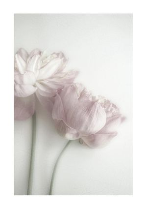 Peony 21x30