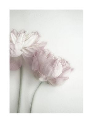 Peony 30x40