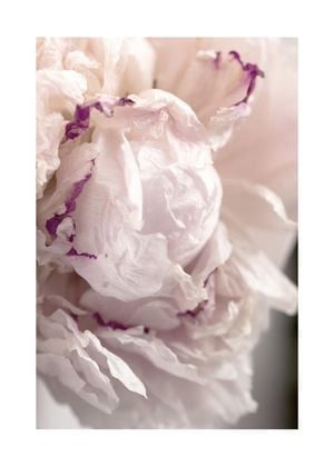 Peony Abstract 2