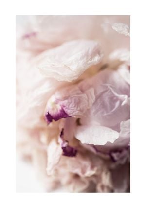 Peony Abstract 21x30