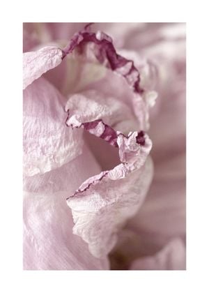 Peony Abstract 3 50x70