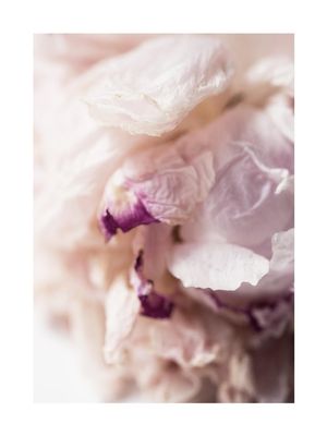 Peony Abstract 30x40