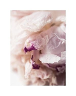 Peony Abstract 40x50