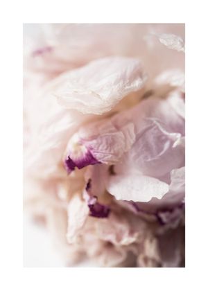 Peony Abstract