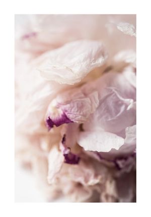 Peony Abstract 70x100