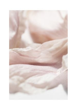 Petal Abstract 2 21x30