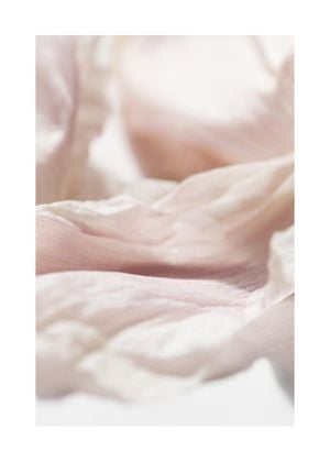 Petal Abstract 2 50x70