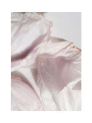 Petal Abstract 30x40