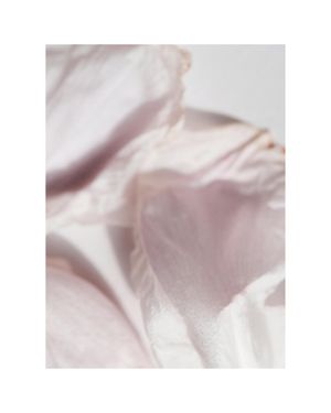 Petal Abstract 40x50