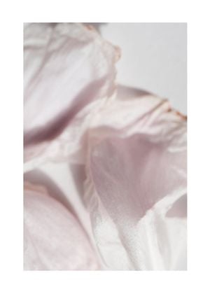 Petal Abstract