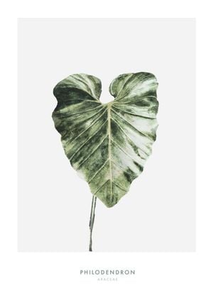 Philodendron Leaf