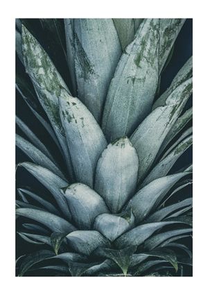Pineapple Crown 21x30