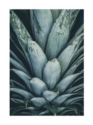 Pineapple Crown 30x40
