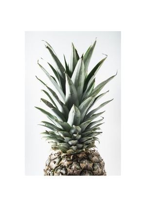 Pineapple Photo 21x30