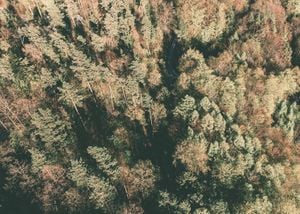 Pineforest