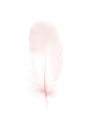 Pink Feather