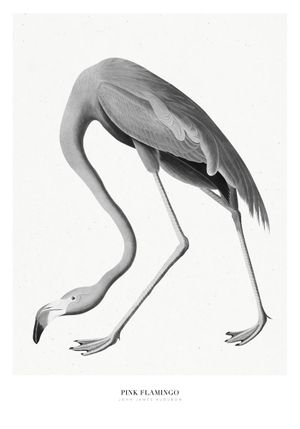 Pink Flamingo 70x100