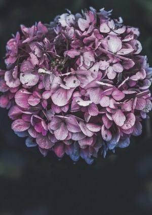 Pink Hydrangea 21x30
