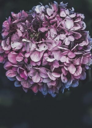 Pink Hydrangea