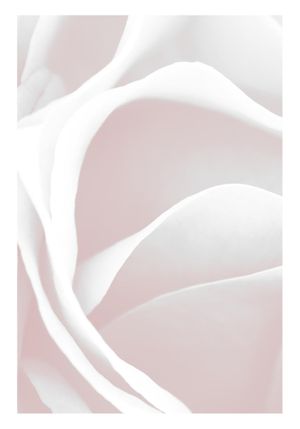 Pink Rose Petals 70x100
