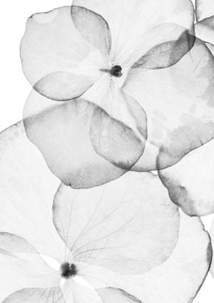 POPPY 21x30