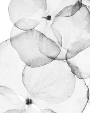 POPPY 40x50