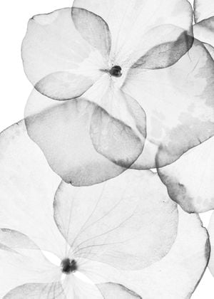POPPY
