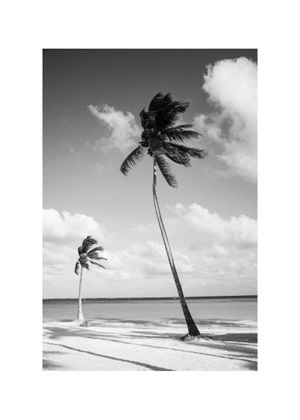 Pretty Palms