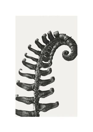 Prickly Shield–fern By Karl Blossfeldt 21x30