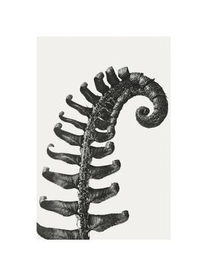 Prickly Shield–fern By Karl Blossfeldt 30x40