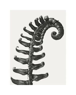 Prickly Shield–fern By Karl Blossfeldt 40x50