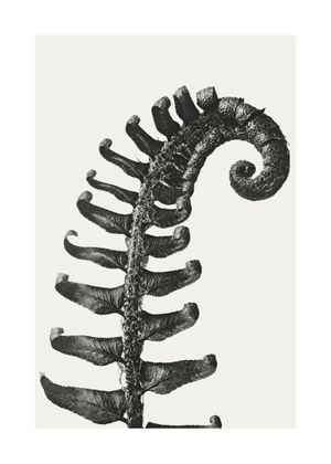 Prickly Shield–fern By Karl Blossfeldt