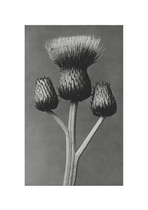 Queen Anne Thistle By Karl Blossfeldt 21x30