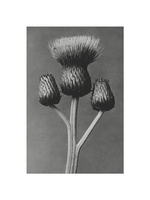 Queen Anne Thistle By Karl Blossfeldt 30x40