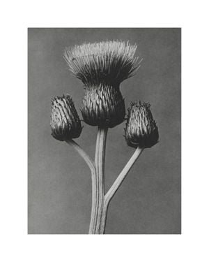 Queen Anne Thistle By Karl Blossfeldt 40x50